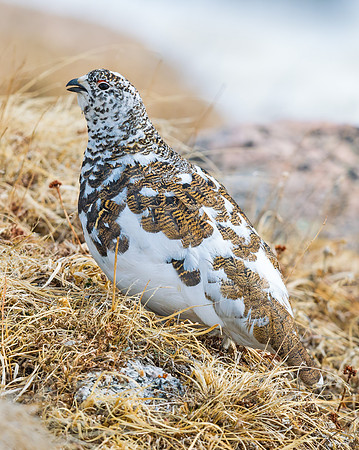 Ptargmigan_7