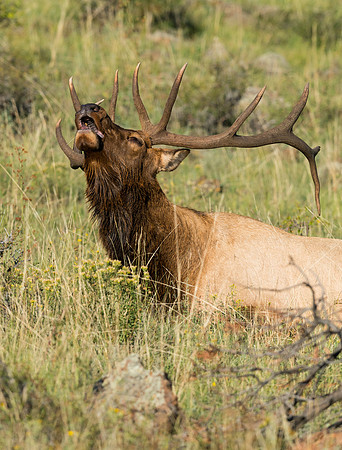 Elk_12