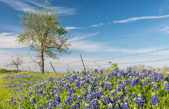 Bluebonnets_Texas_2016_9