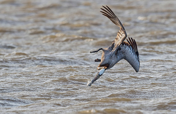 Brown_pelican_Grand_Isle_2016_3