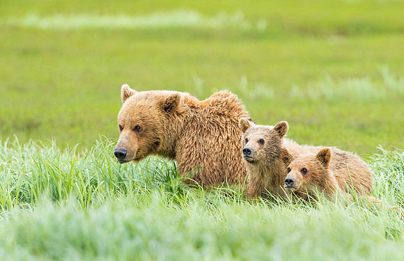Brown_bear_McNeil_2015_20