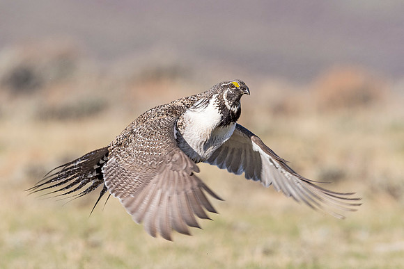 Sage_grouse_Walden_2015_22