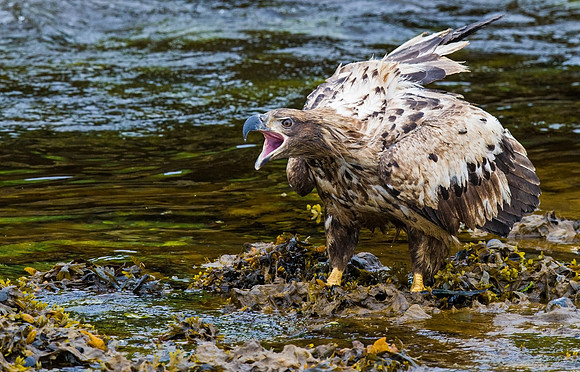 Bald_eagle_DH_19