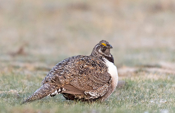 Sage_grouse_Walden_2015_6