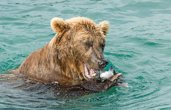 Brown_bear_McNeil_2015_15