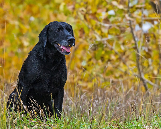 Bird_dog_13