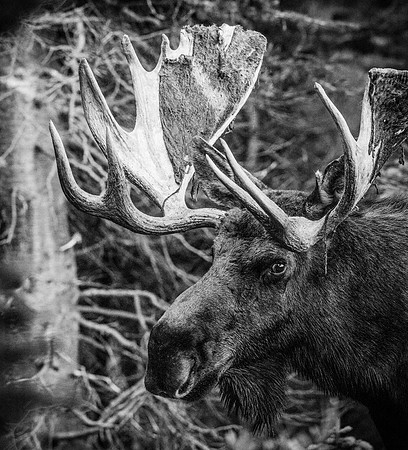 Moose_32