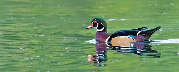 Wood_duck_4