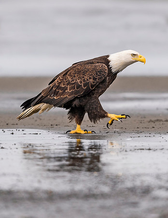 Bald_eagle_Anchor_Point_2016_4