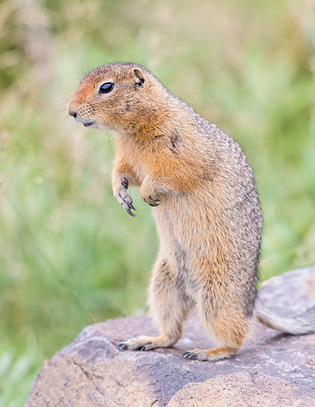 Arctic_ground_squirrel_Denali_2016_6