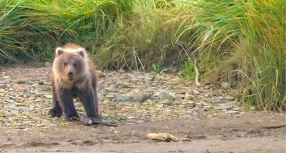 Brown_Bear_Cub_HB_4