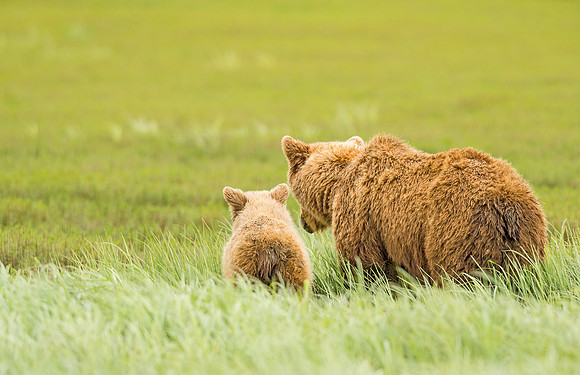 Brown_bear_McNeil_2015_18
