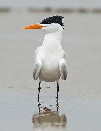 Royal_tern_Gran_Isle_2016_1