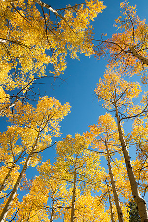 fall_at_Kenosha_Pass_1