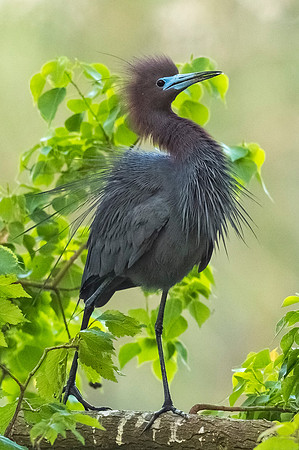 Little_blue_heron_Rips_2016_1