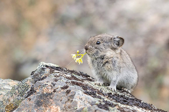 Collared_pika_Hatcher_Pass_2016_1