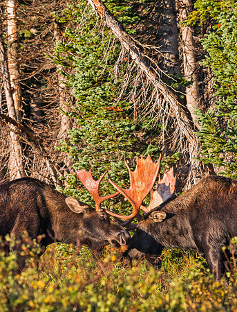 Moose_20