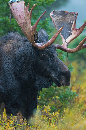 Moose_37