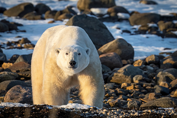 Polar_bear_CH_2024_8