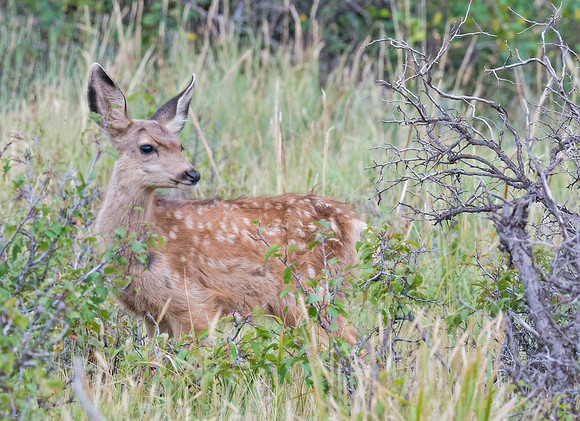 Mule_Deer_Fawn_31