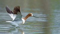 American_avocet_20