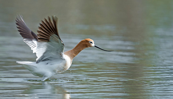 American_avocet_20