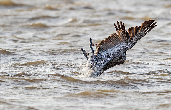 Brown_pelican_Grand_Isle_2016_4