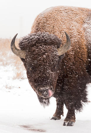Bison_55