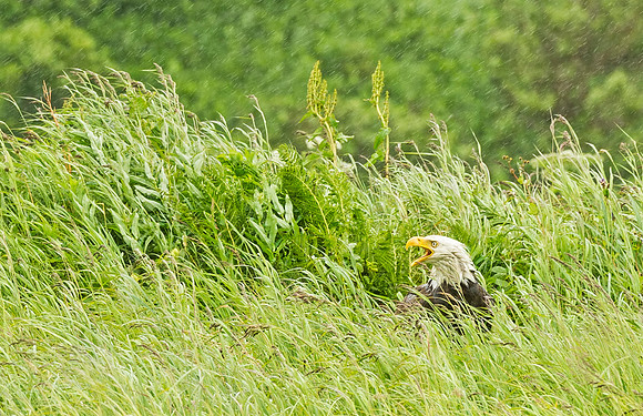 Bald_eagle_McNeil_2015_1