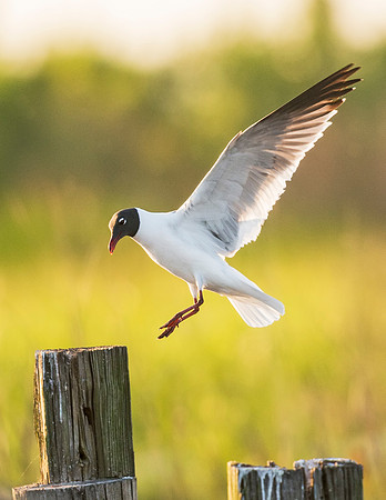 Laughing_gulls_Big_Branch_Marsh_NWR_2016_3