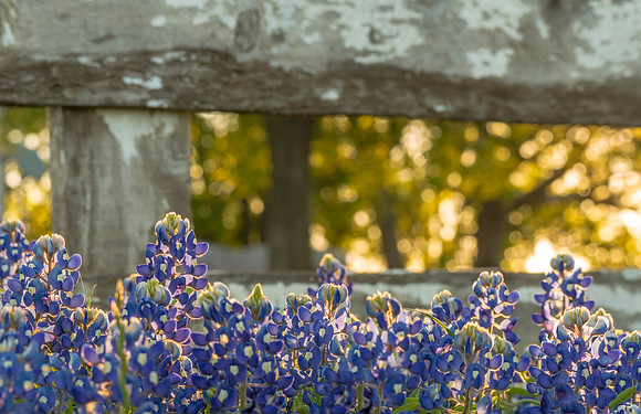 Bluebonnets_Texas_2016_3