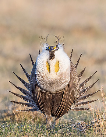 Sage_grouse_Walden_2015_19