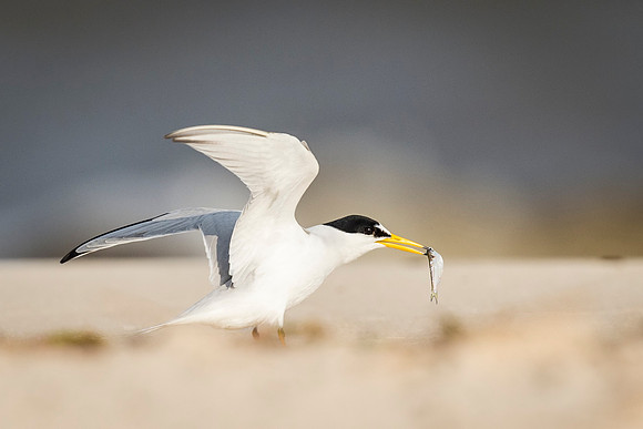 Least_Tern_Mississippi_2016_3