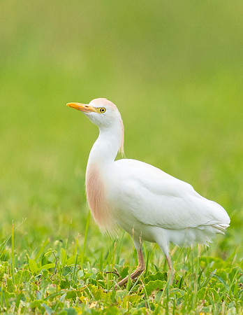 Cattle_egret_Grand_Isle_2016_1