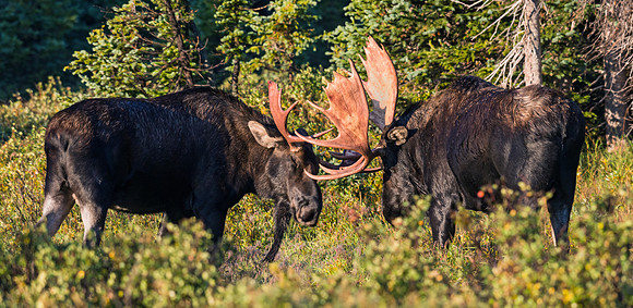 Moose_23