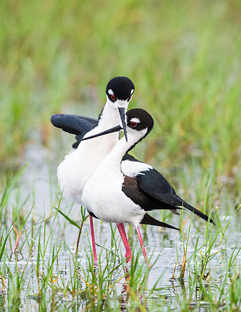 Black-necked_stilt_Grand_Isle_2016_2