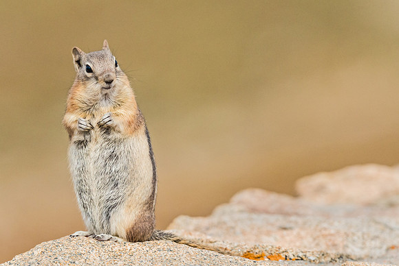 Golden-mantled_Ground_Squirrel_1