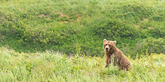 Brown_bear_McNeil_2015_29