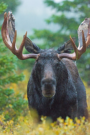Moose_35
