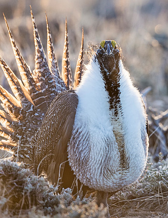 Sage_grouse_Walden_2015_13