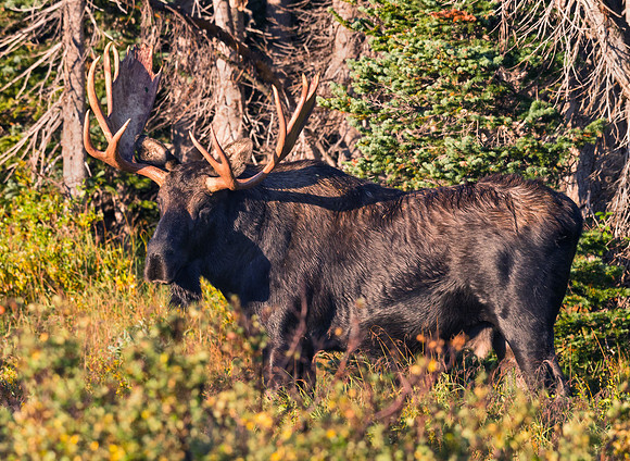 Moose_21