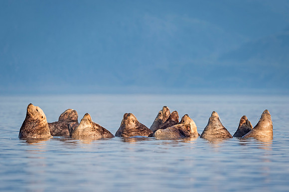 Steller_sea_lion_Valdez_2016_3