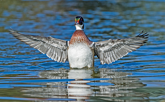 Wood_duck_28