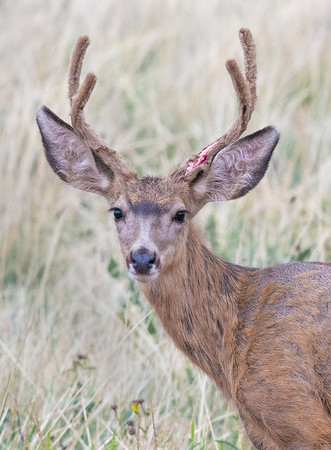 Mule_Deer_Buck_30