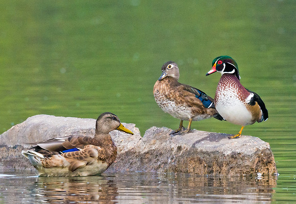 Wood_duck_5
