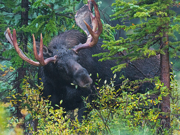 Moose_39