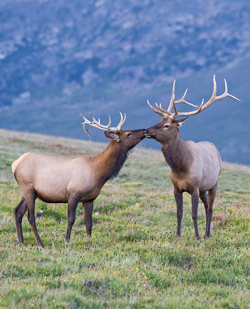 Elk_8