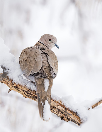 Ring-necked_dove_2016_3