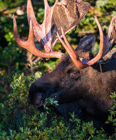 Moose_47