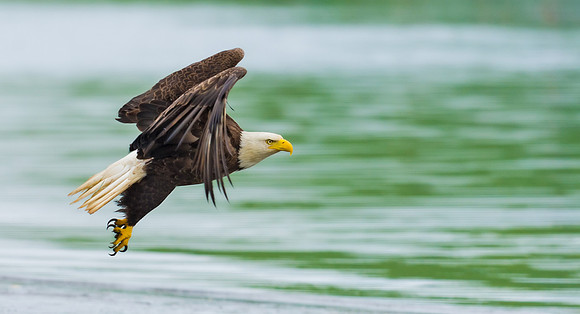 Bald_eagle_DH_15